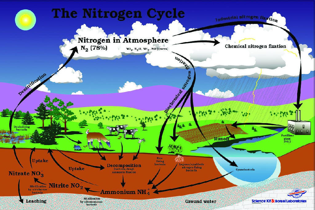 Nitrogen Cycle Poster