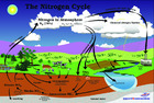 Nitrogen Cycle Poster