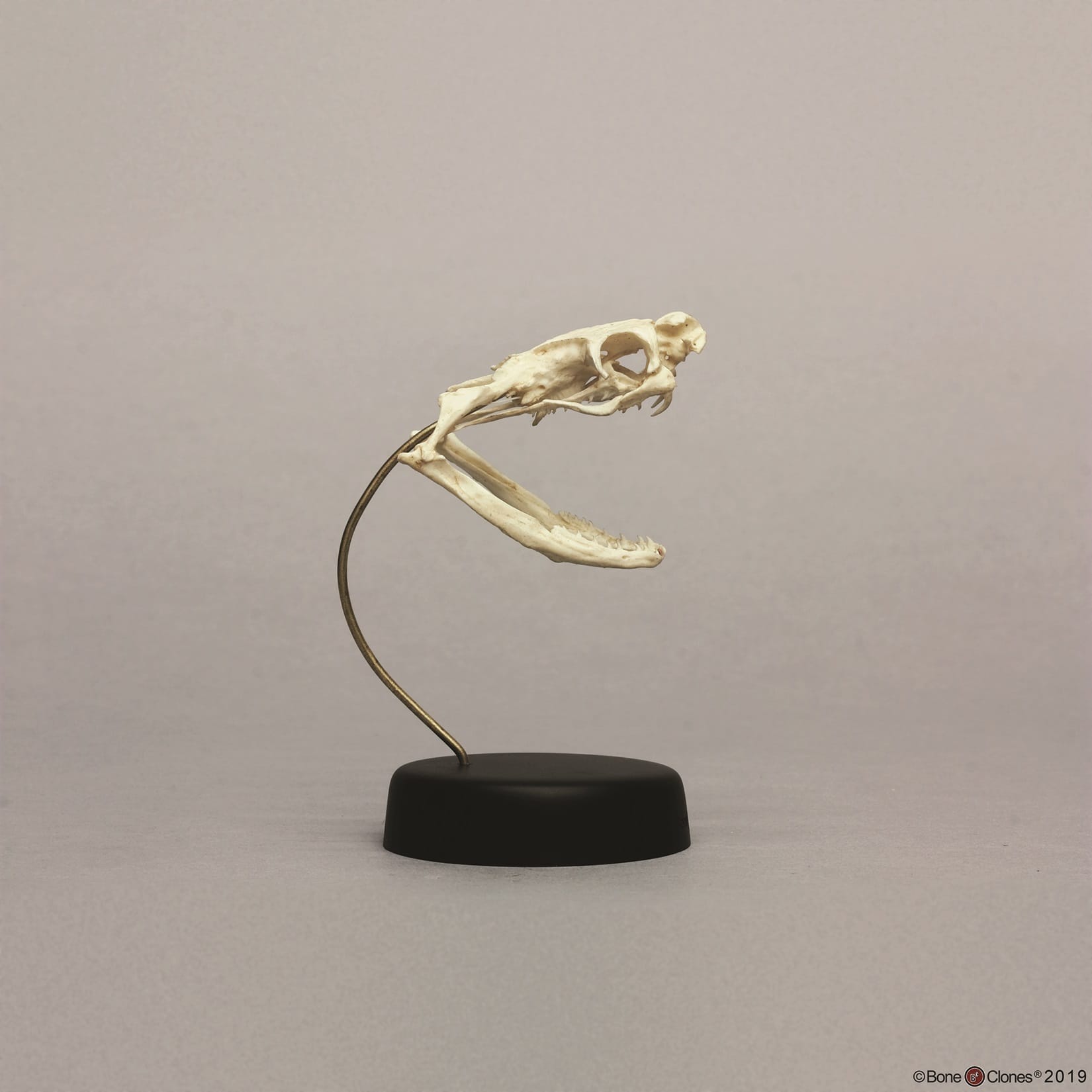 BoneClones® Animal Skulls, Reptilian