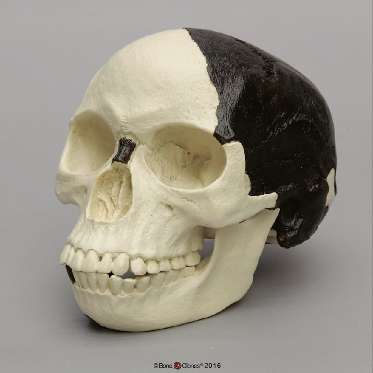 BoneClones® Piltdown Man Hoax Replica