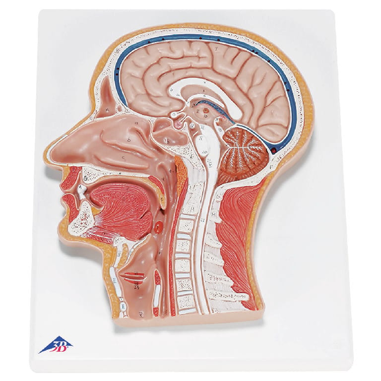 3B Scientific® Median Section Of The Head