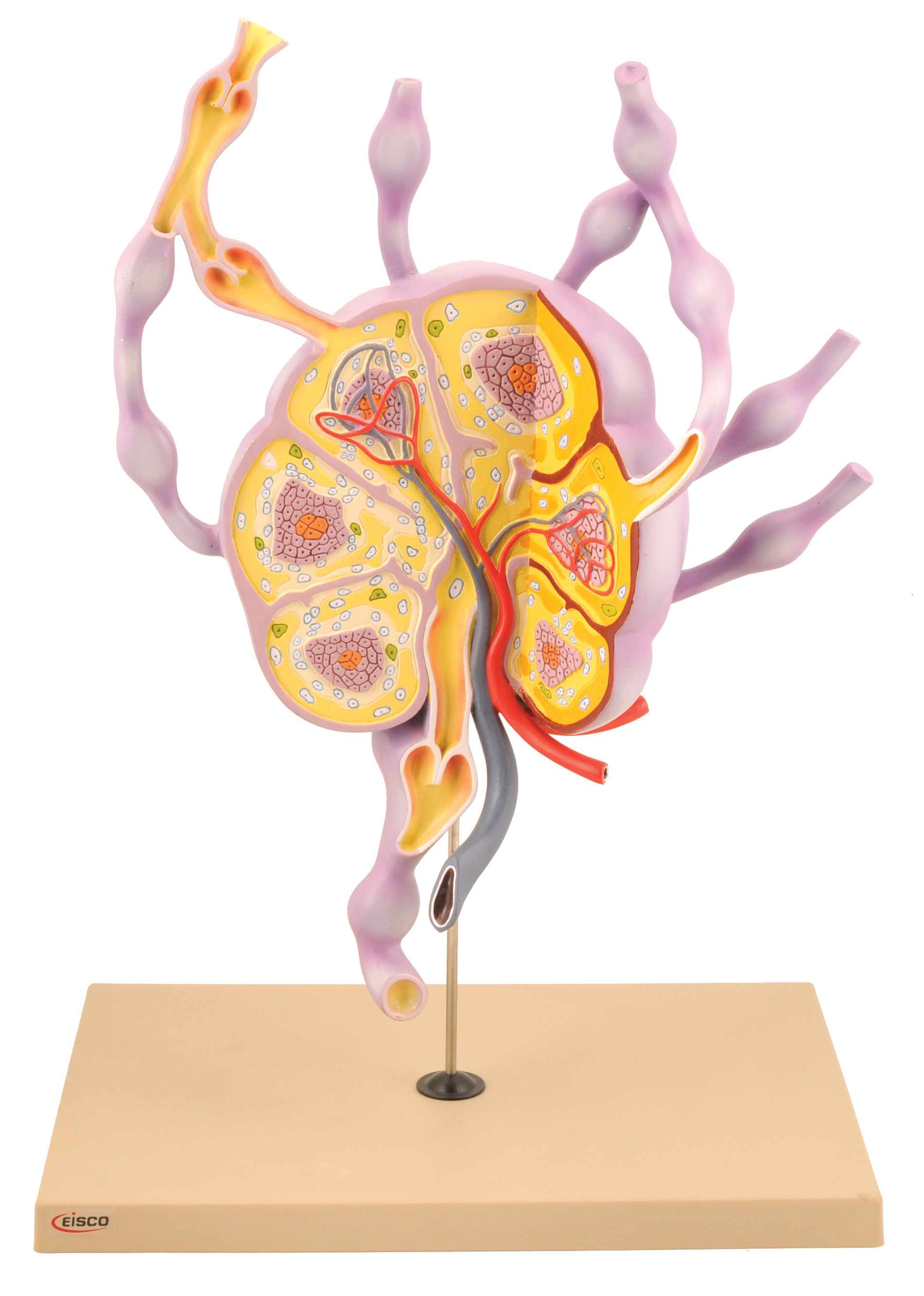 Eisco® Model Lymph Node