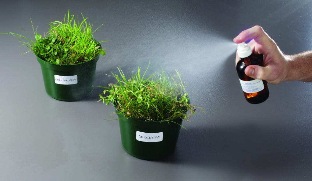 Mechanisms of Herbicides Lab Activity