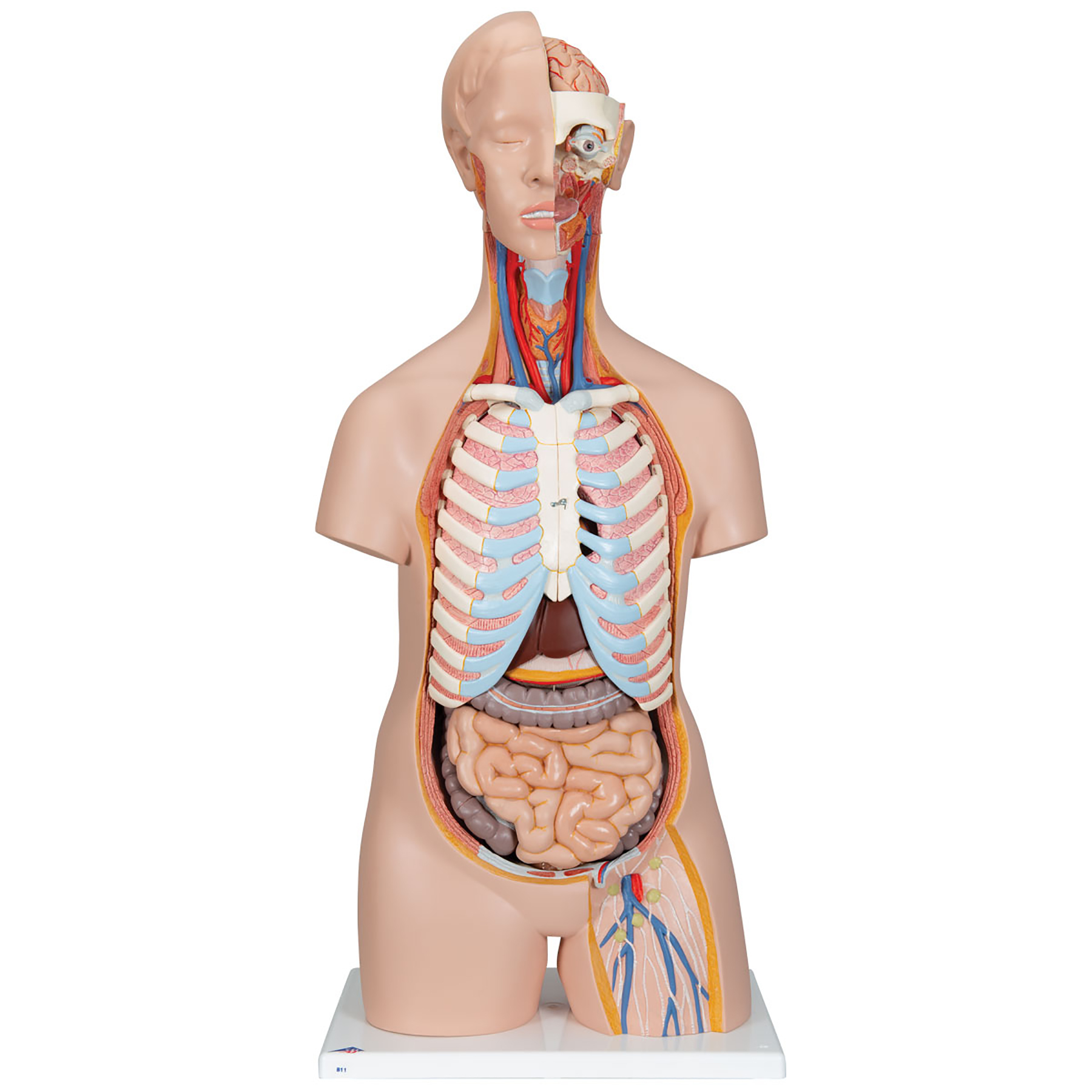 3B Scientific® Classic Unisex Torsos