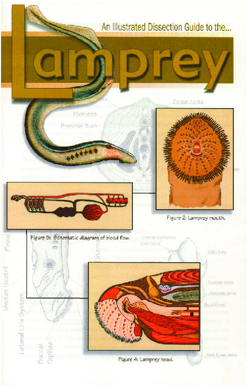 Illustrated Dissection Guides