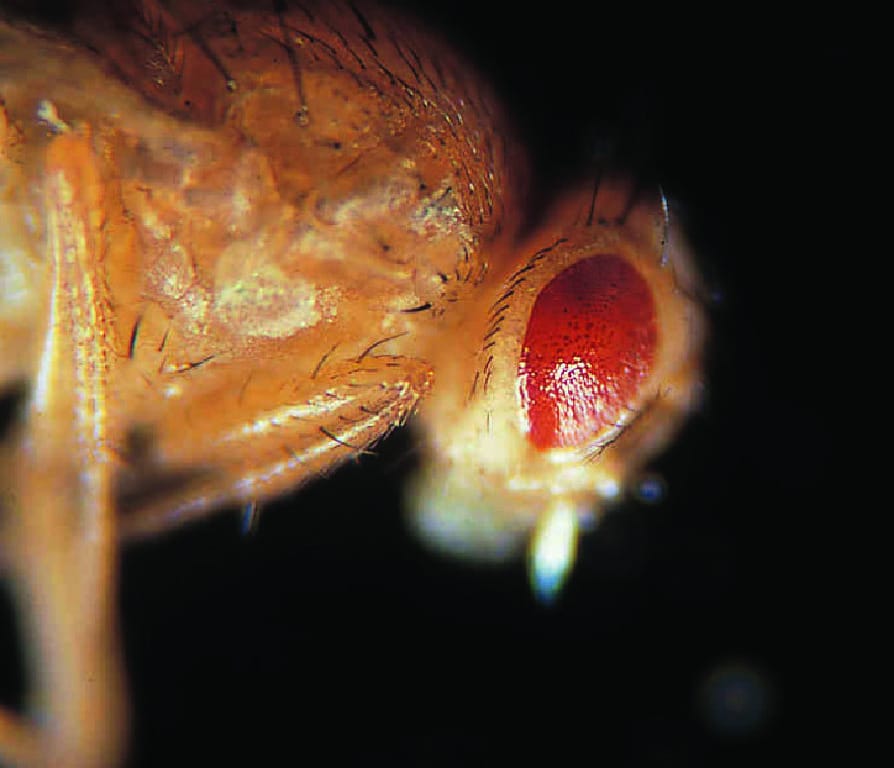 Chromosome IV Mutants, Live Drosophila (Fruit Fly)