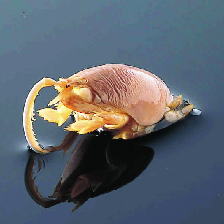 Mole Crab