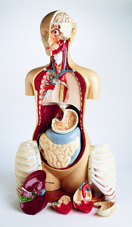 Denoyer-Geppert® Advanced Knowbody™ Teaching Torso Model