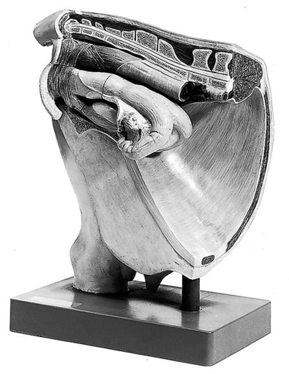 Somso® Cow - Female Pelvis without Fetus | VWR, part of Avantor