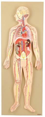 Eisco® Nervous System