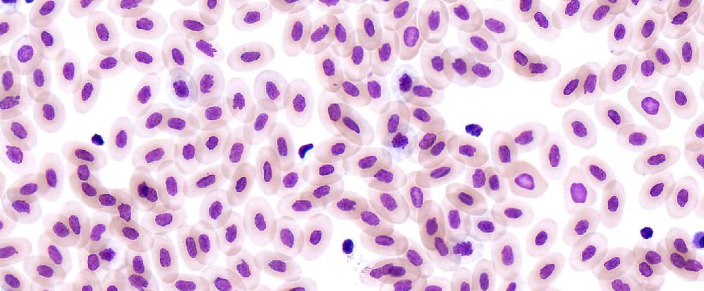 Reptile Blood Slide