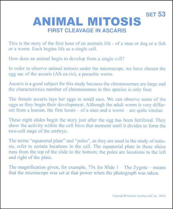 Animal Mitosis Microslides