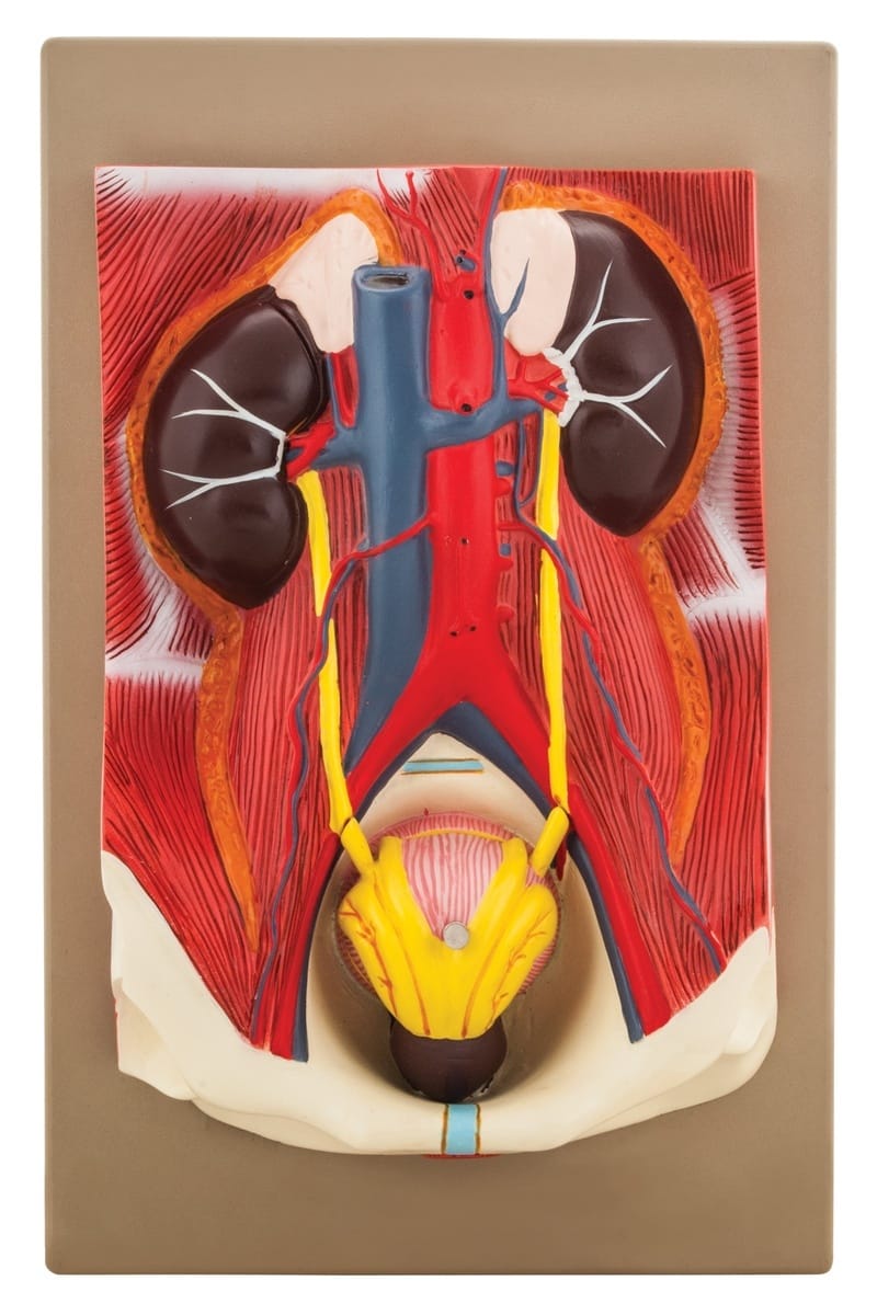 Eisco® Human Urinary System Model, 3 Parts
