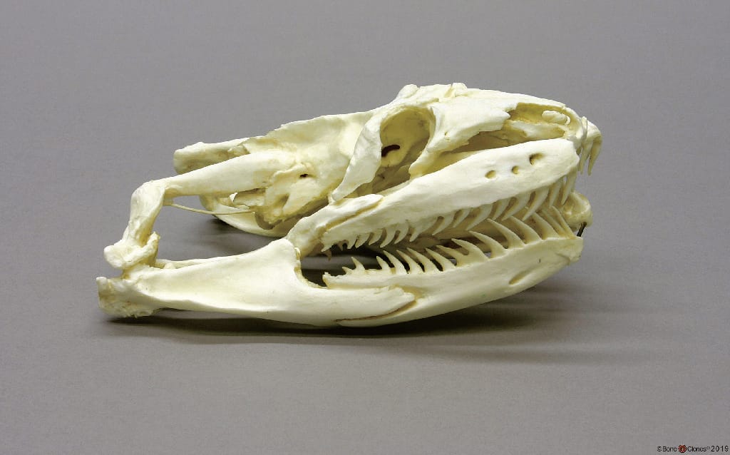 BoneClones® Animal Skulls, Reptilian