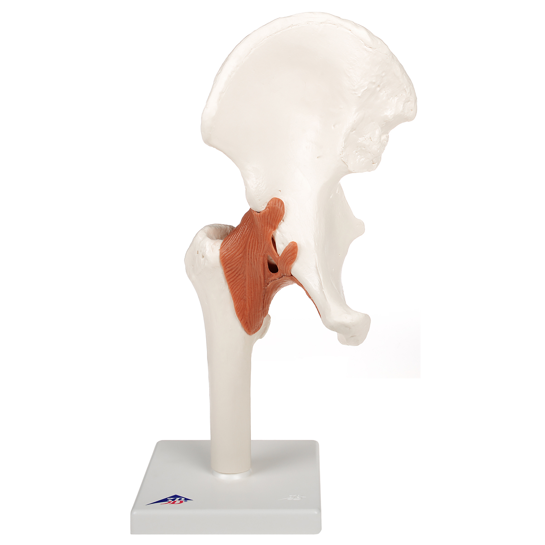 3B Scientific® Functional Joint Models