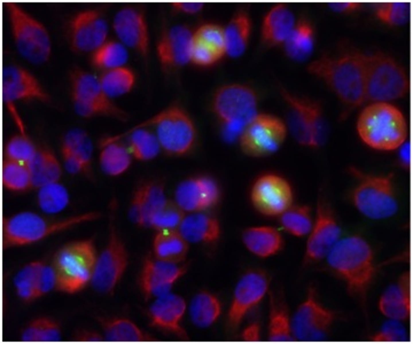 Anti-Aurora A + B Mouse Monoclonal Antibody [clone: 3H1] | VWR, part of ...
