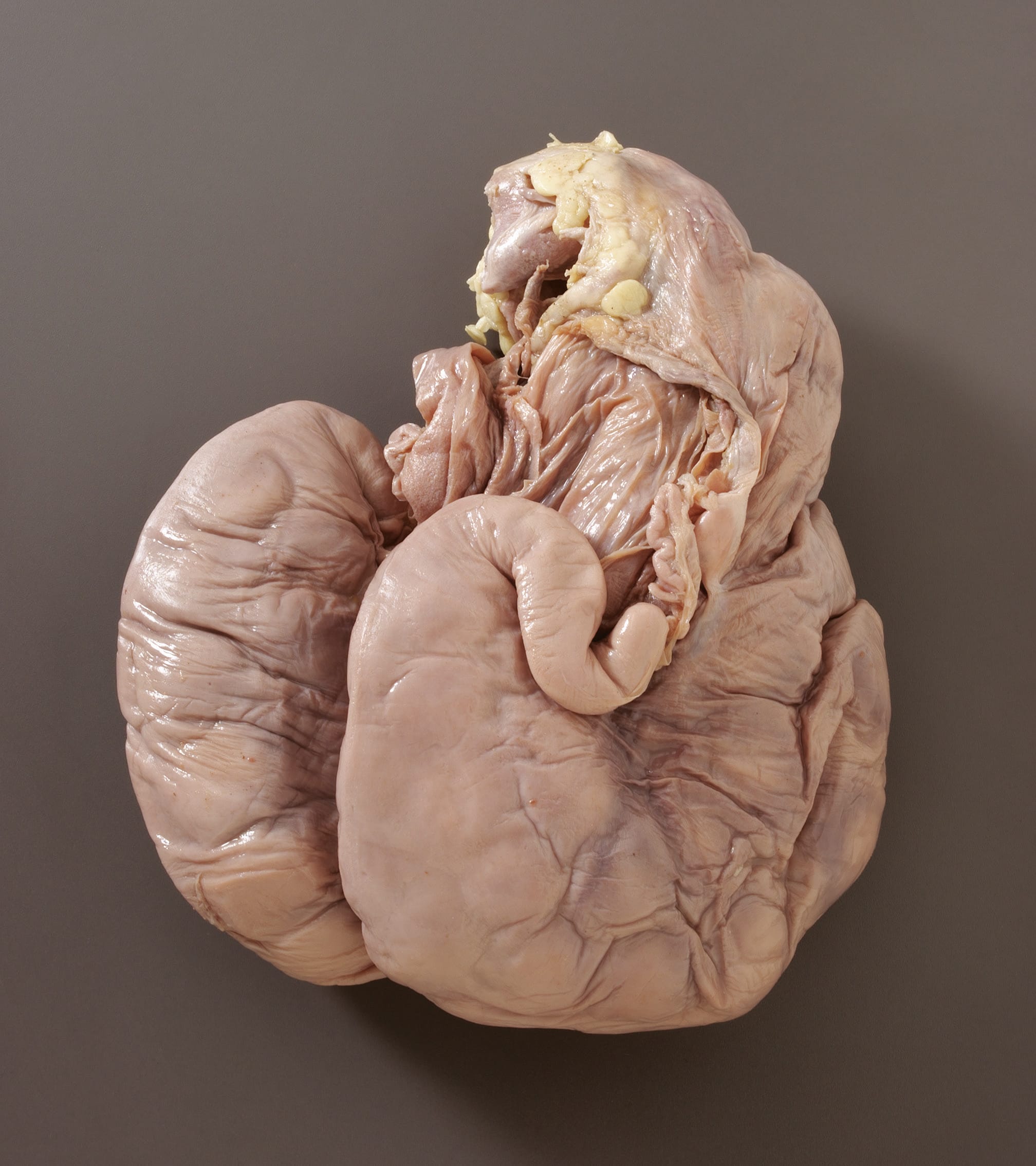 Ward's® Pure Preserved Pregnant Sheep Uterus