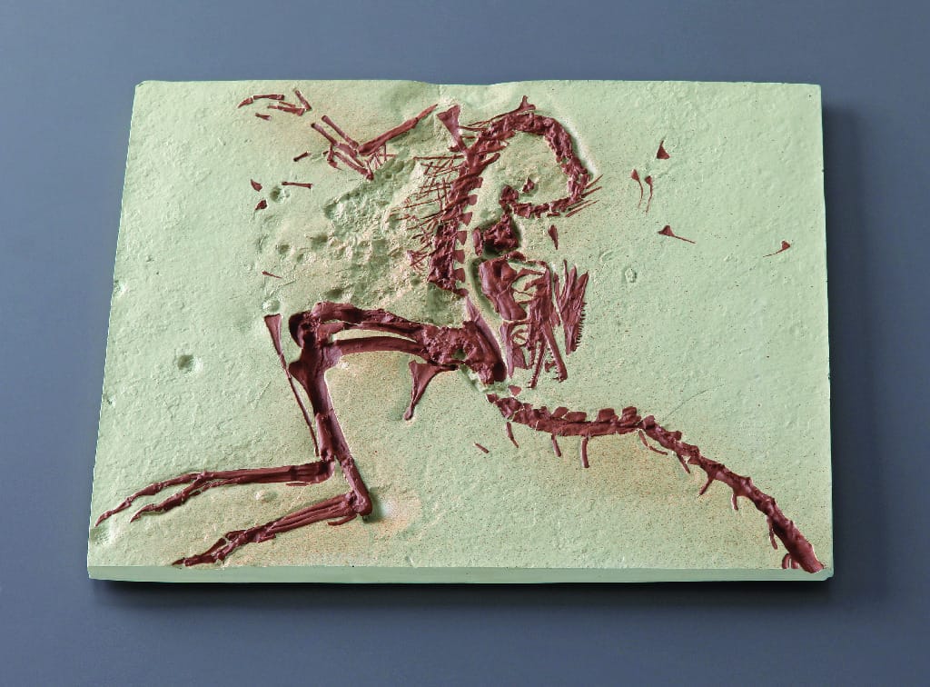 Compsognathus sp. (Jurassic)