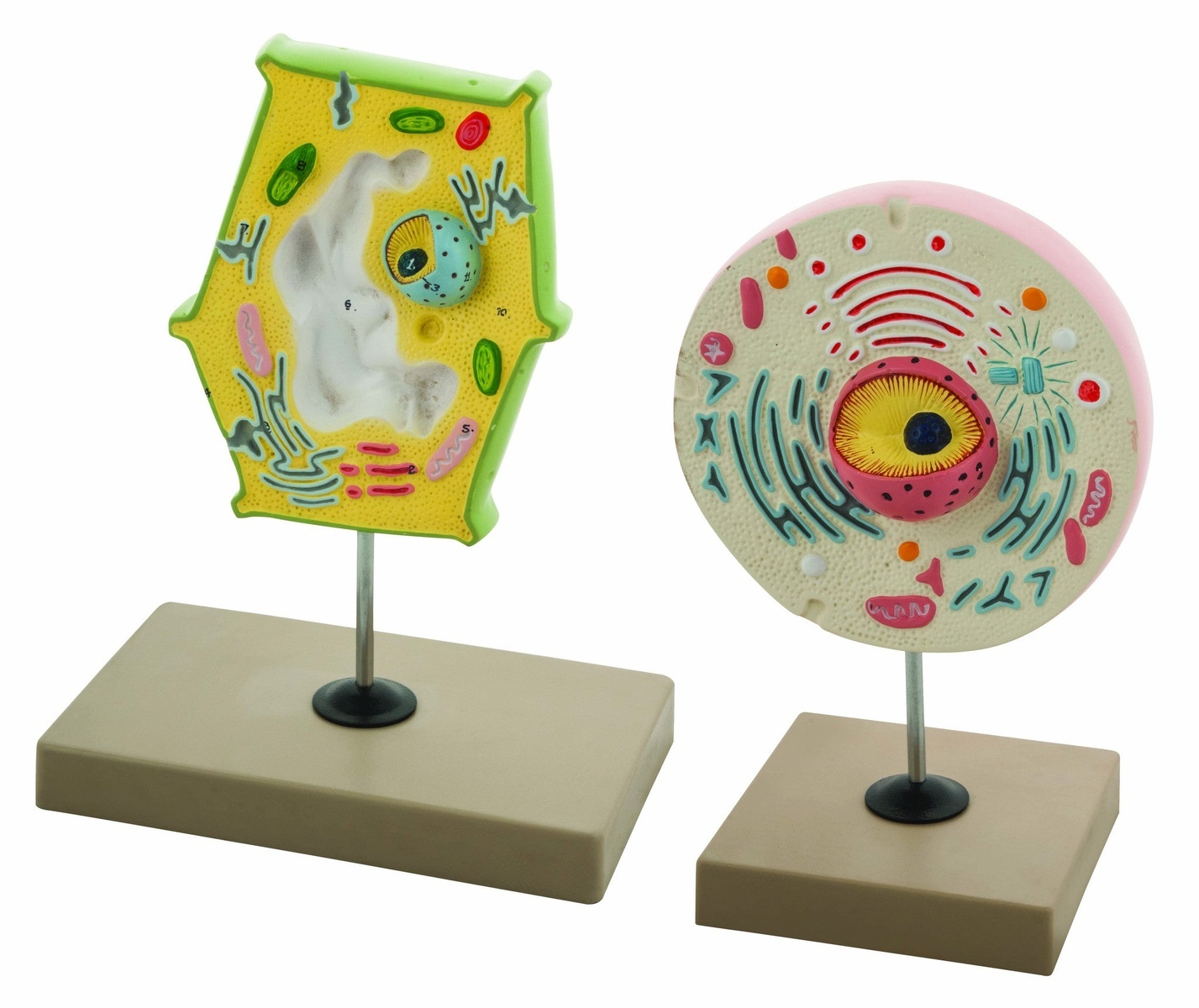 Eisco® Plant and Animal Cell Comparison Model