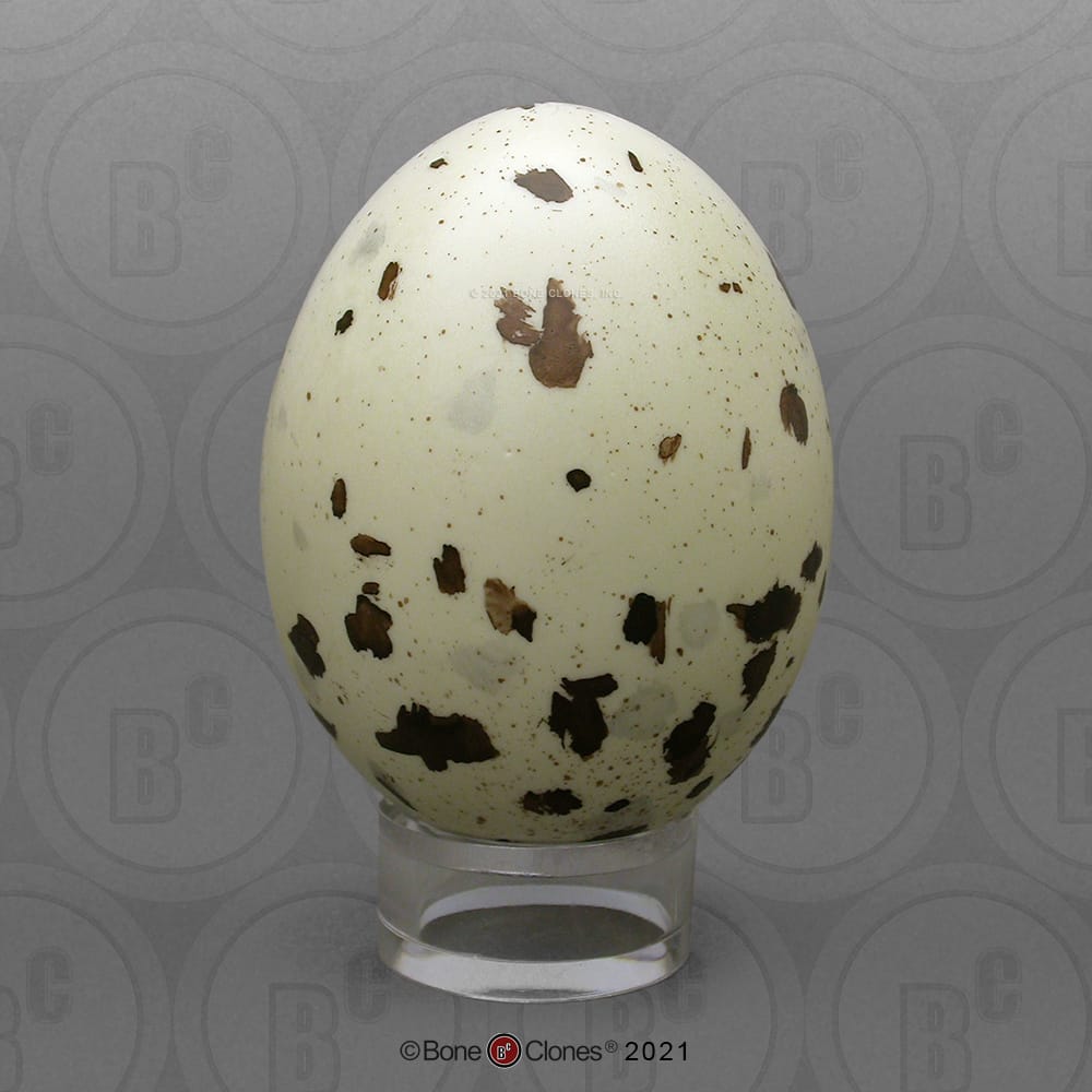 Bone Clones® North American Bird Eggs