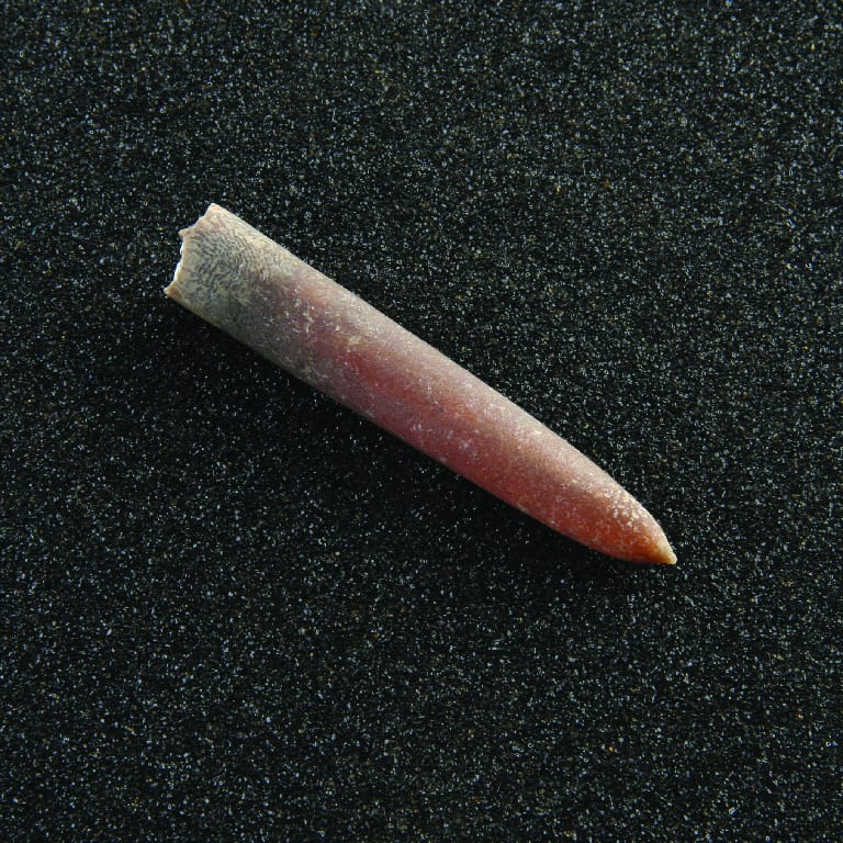 Belenitella species