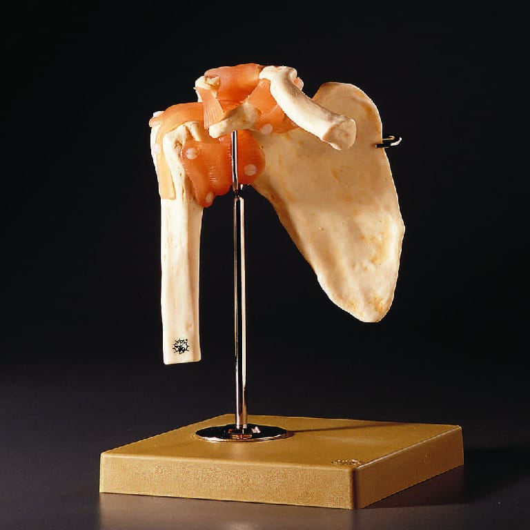 Somso® Functional  Joints