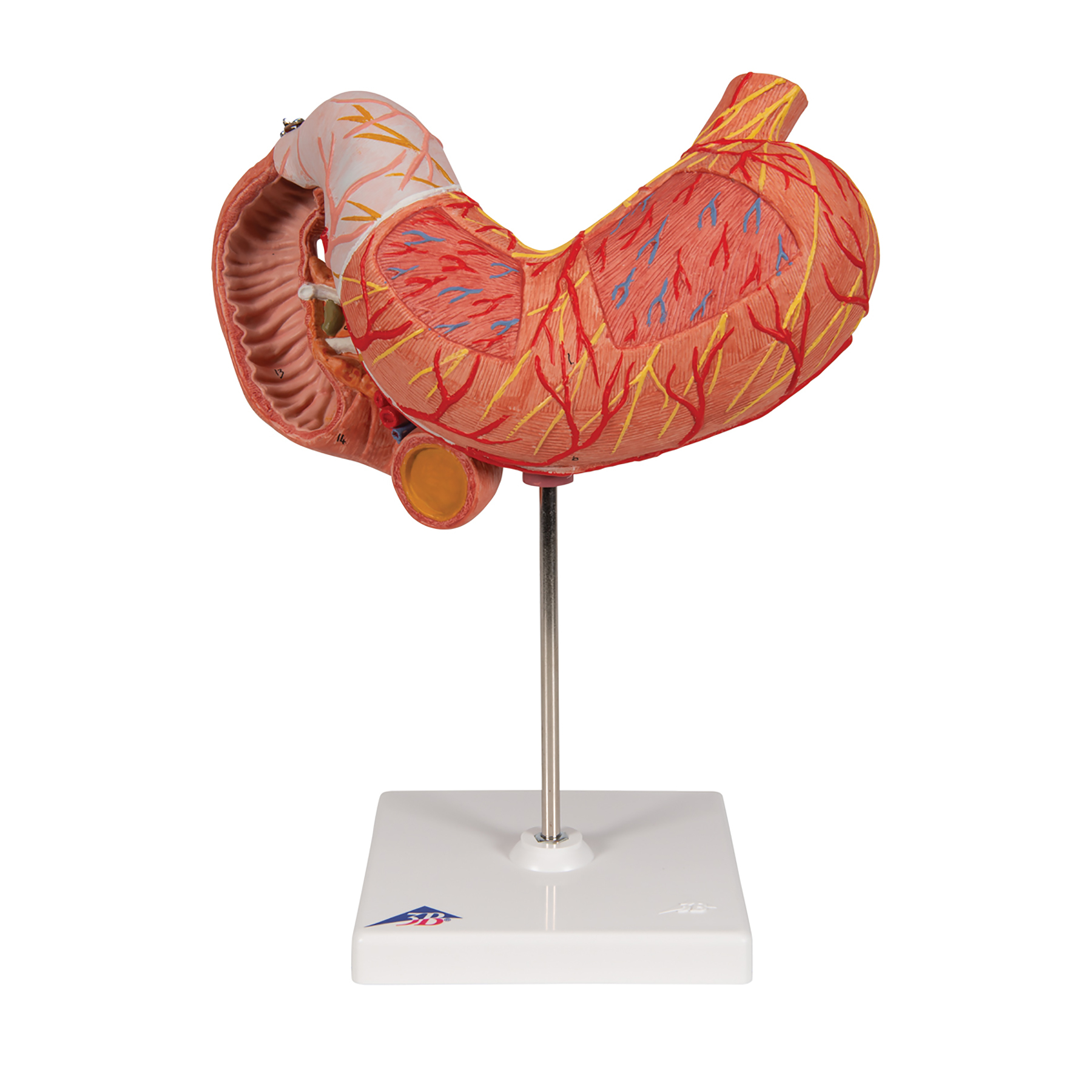 3B Scientific® Stomach Model