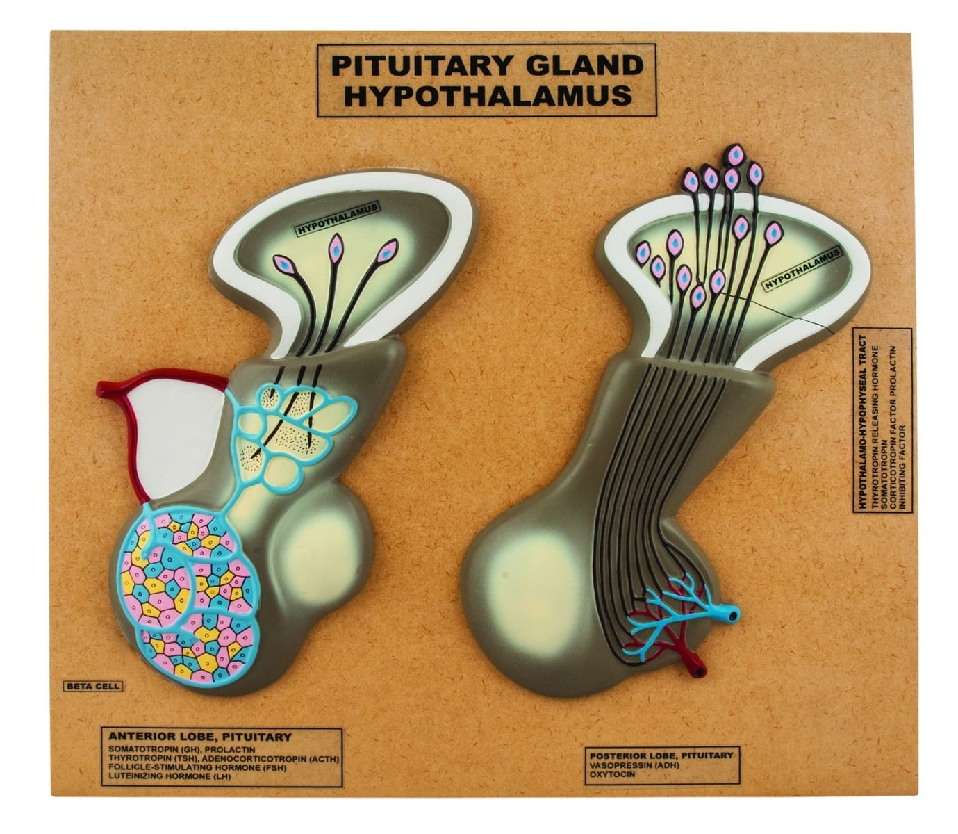 Eisco® Pituitary Gland and Hypothalamus Model