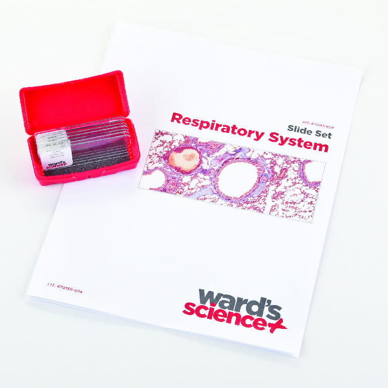Respiratory System Slide Set