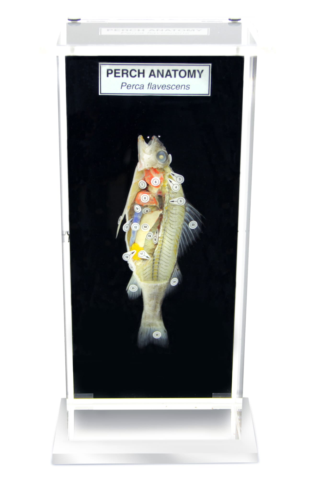 Ward's® Perch Anatomy Museum Mount