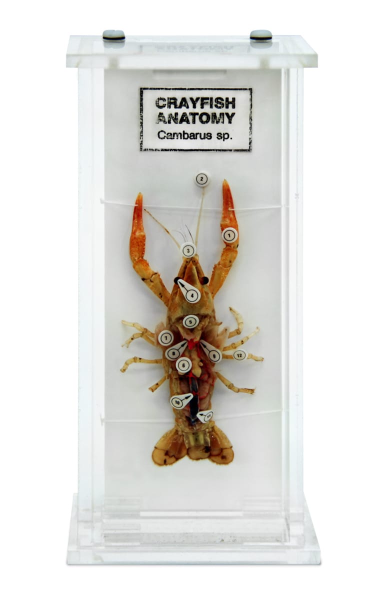 Crayfish Anatomy Museum Mount
