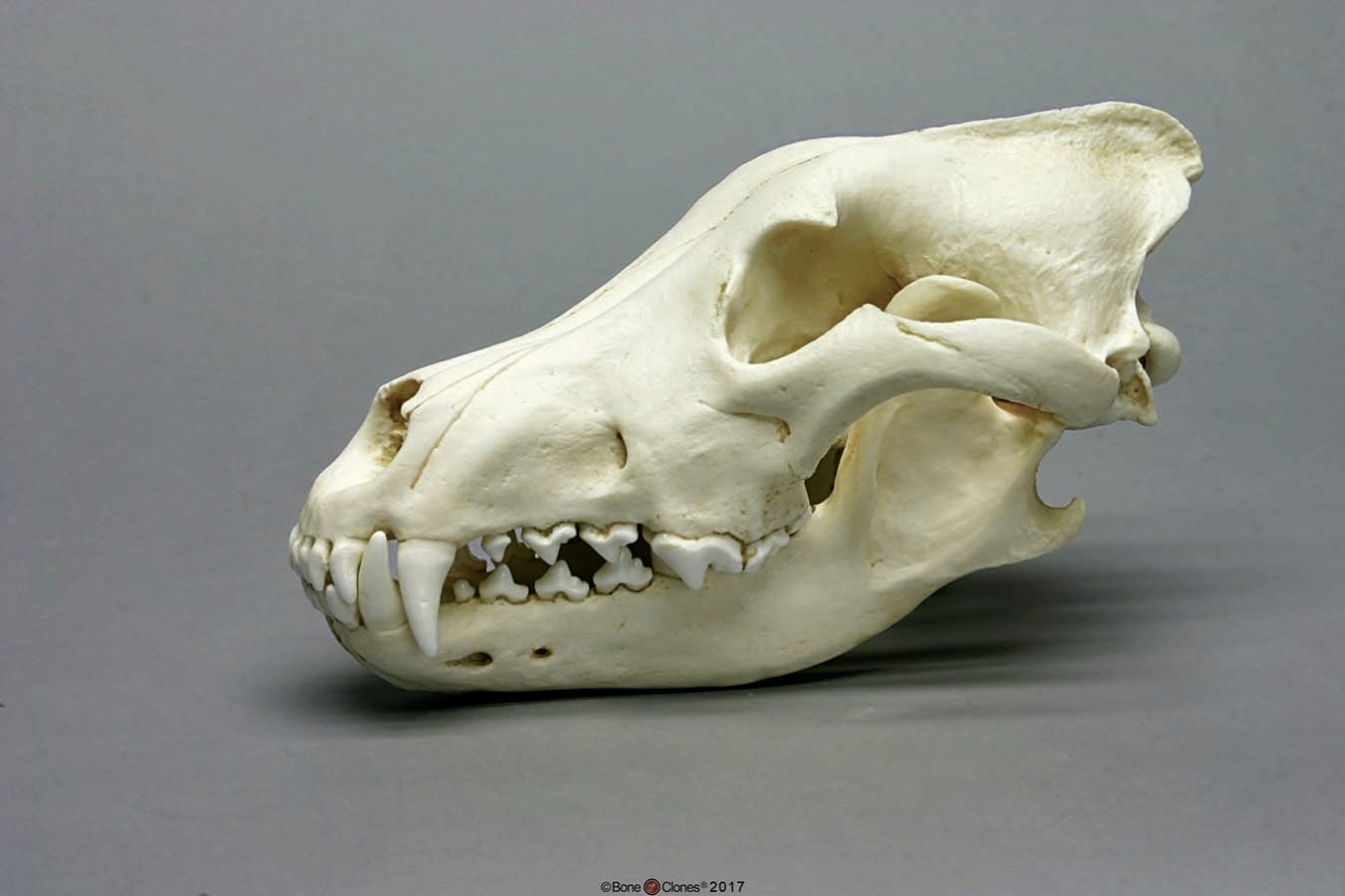 BoneClones® Animal Skulls, Mammals