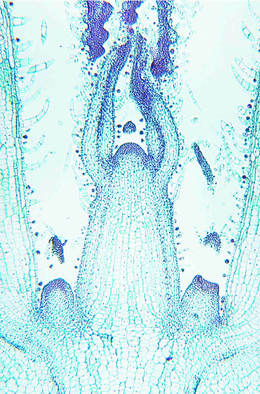 Coleus, Stem Tip Slide