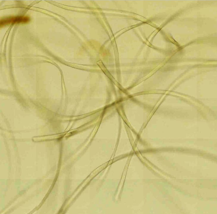 Ward's® Fiber and Hair Comparison Slides