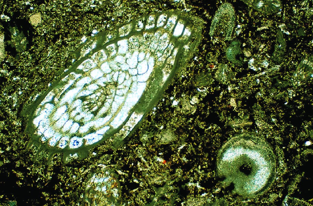 Foraminifera Thin Section