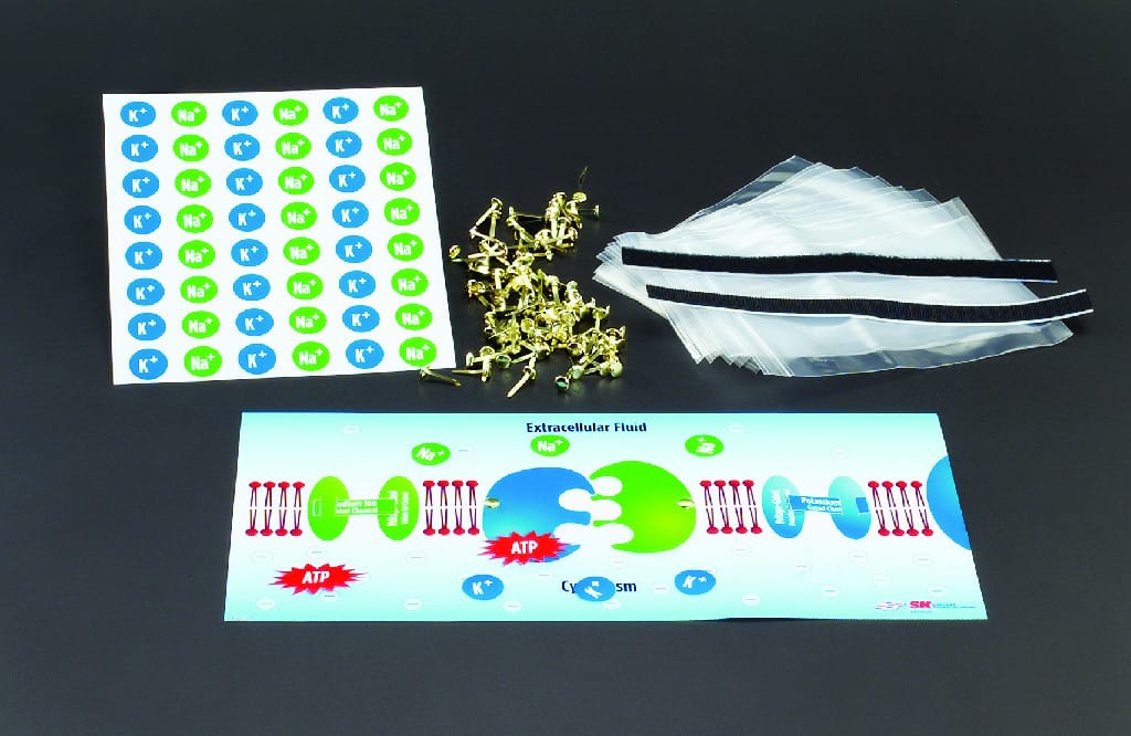 Ward's® Manipulate Your Own Action Potential Neuron