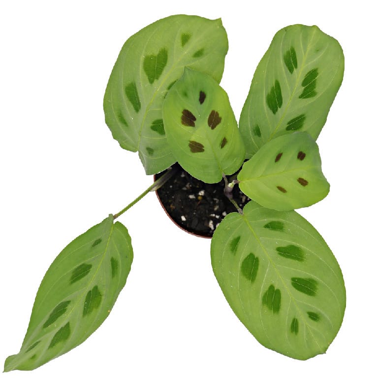 ReptiFauna Bioactive Plants