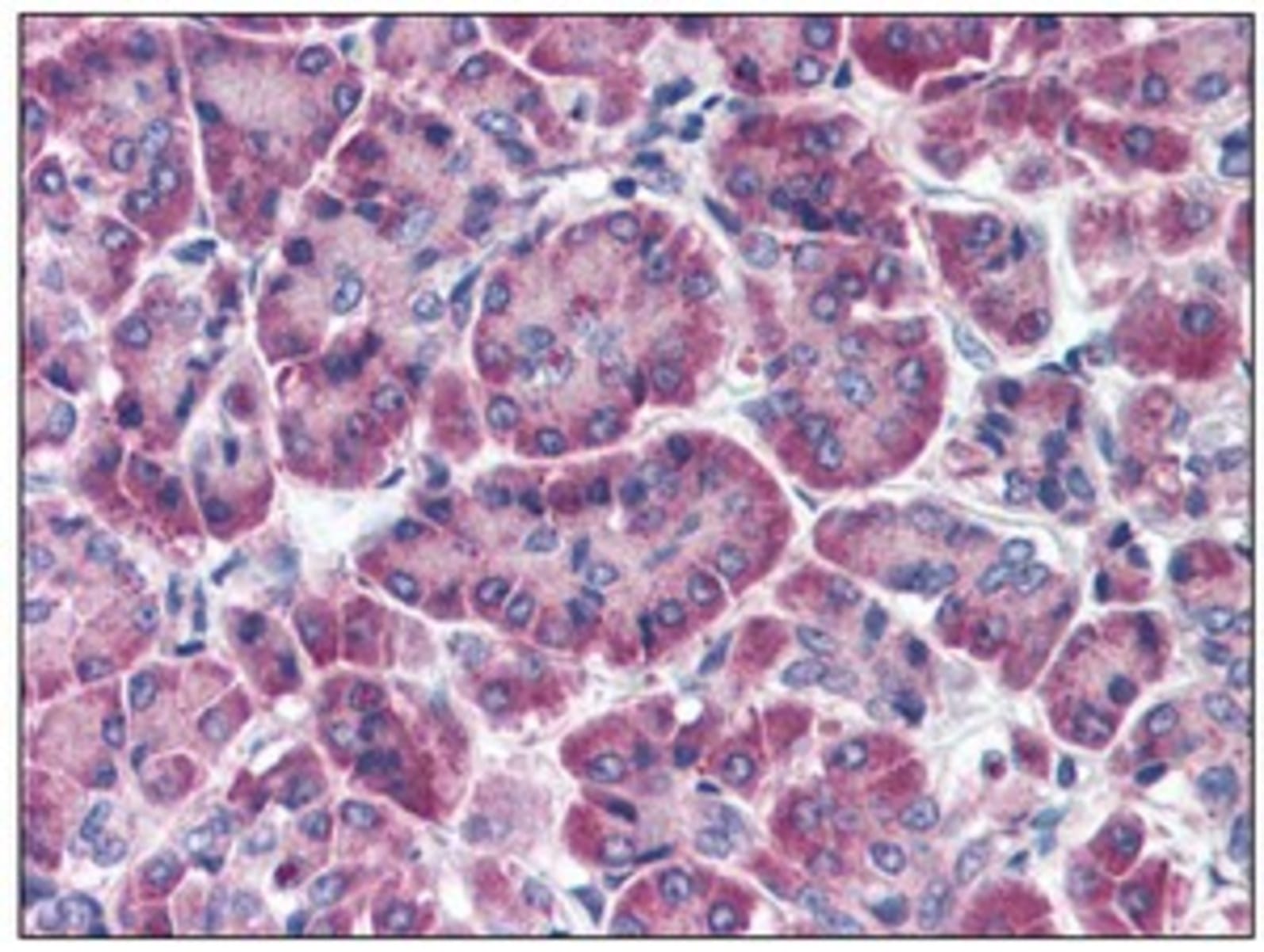 Anti-FBXO9 Rabbit Polyclonal Antibody | VWR, part of Avantor
