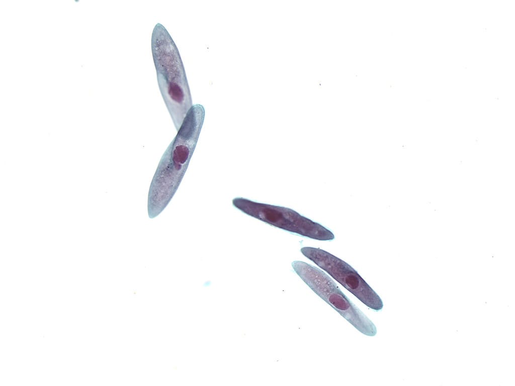 Paramecium multimicronucleatum Slide