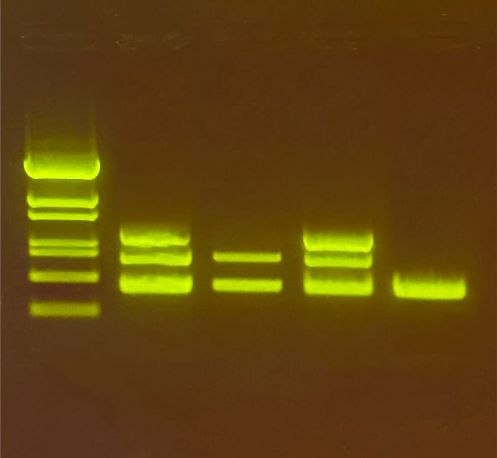 Edvotek® Reeling In The Truth: Identifying Red Snapper Using Genetic Analysis