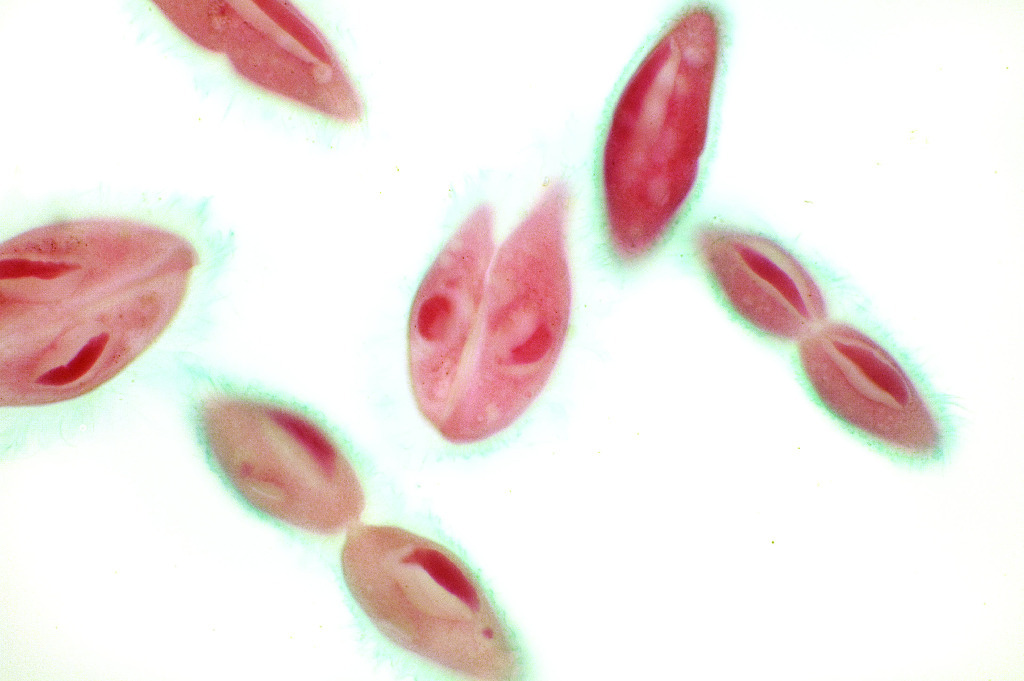 Paramecium, Fission Slide