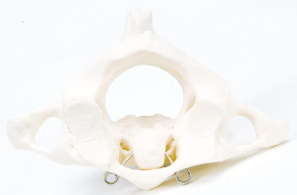 3B Scientific® Individual Bones