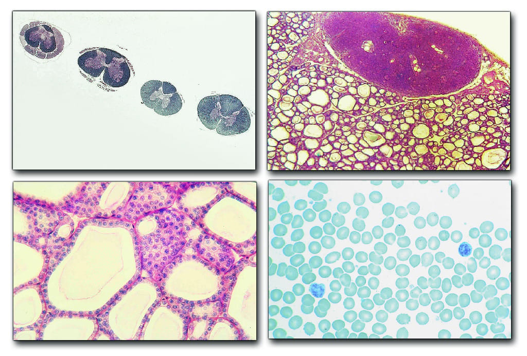 Human Physiology Slides