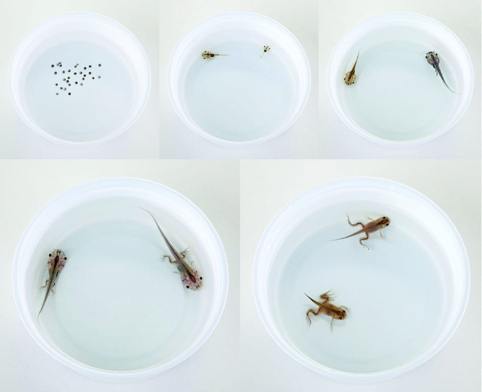 Ward's® Live African Clawed Frogs and Food (<i>Xenopus laevis</i>)