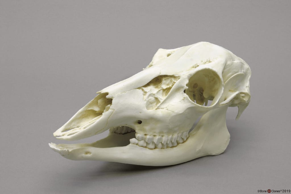 BoneClones® Animal Skulls, Mammals