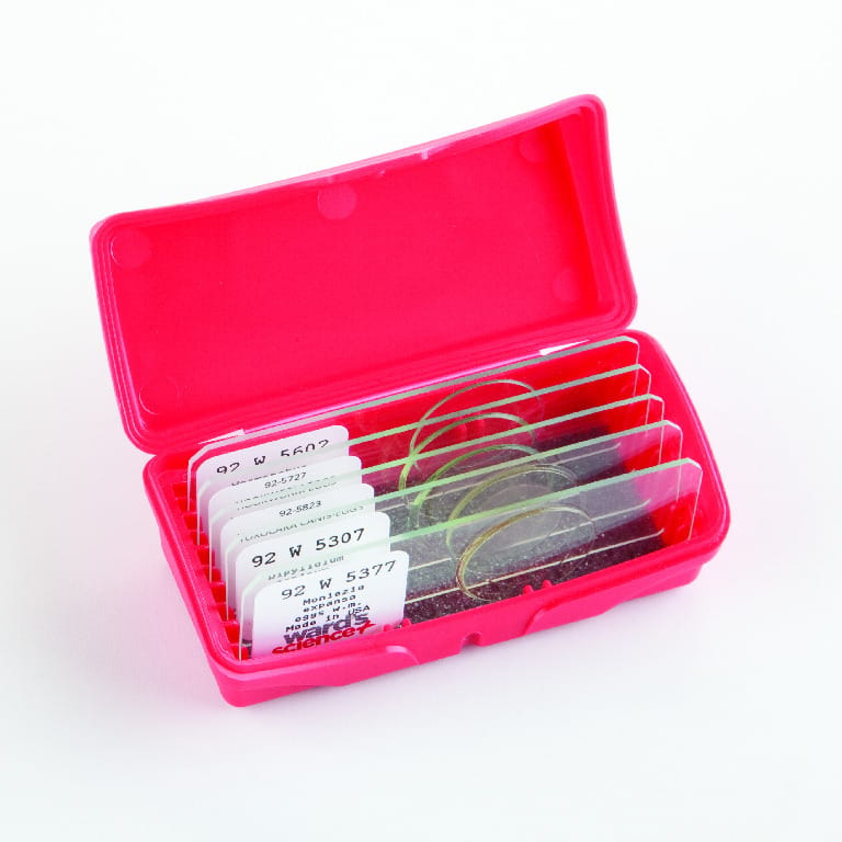 Agricultural Parasite Eggs Slide Set
