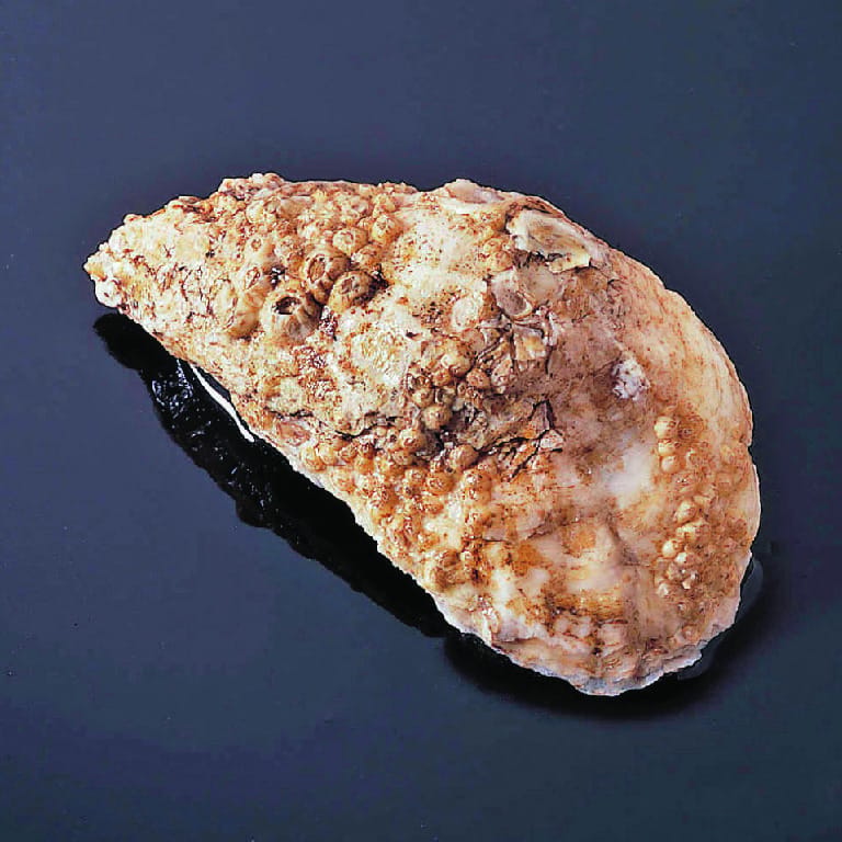 Preserved Oyster
