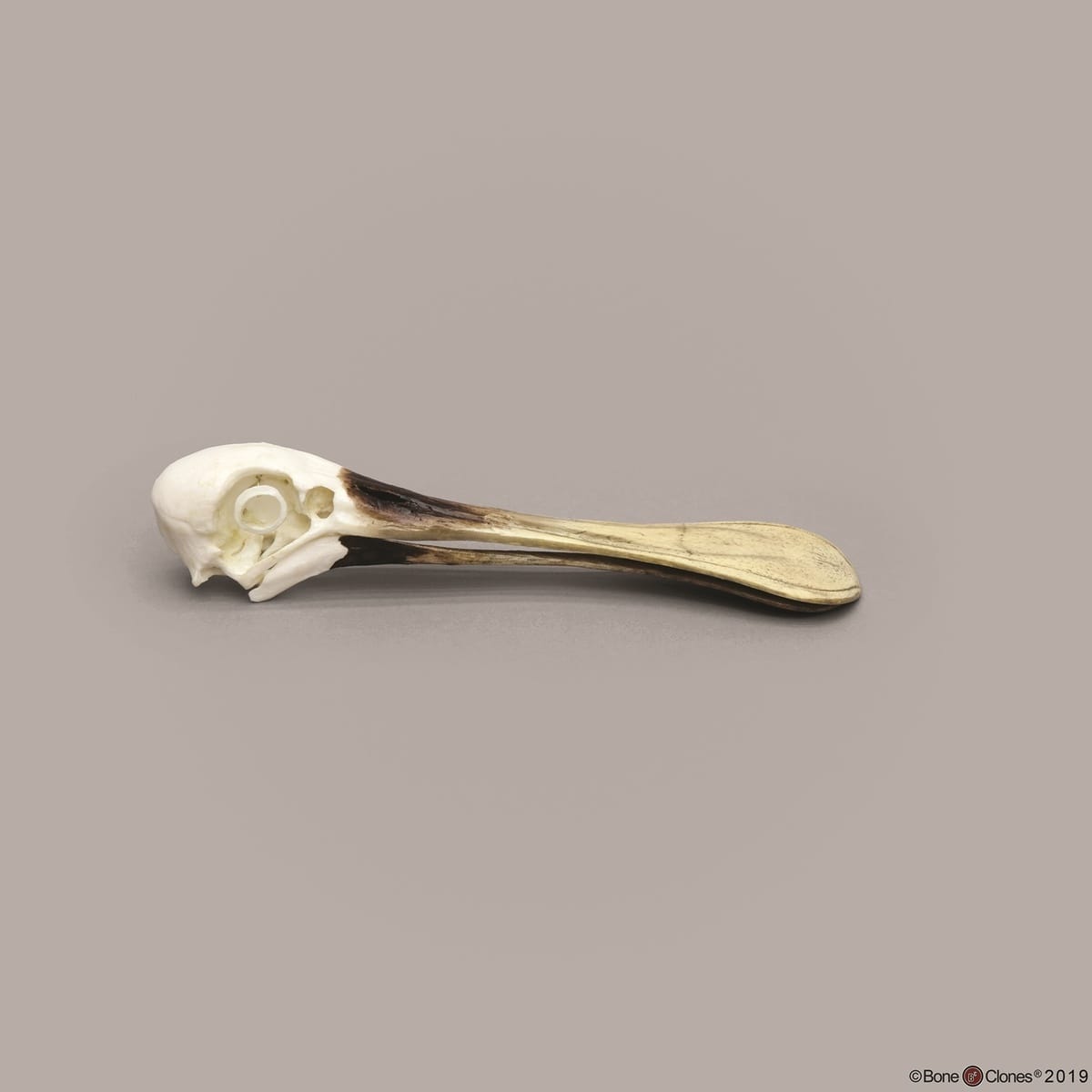 BoneClones® Animal Skulls, Avian