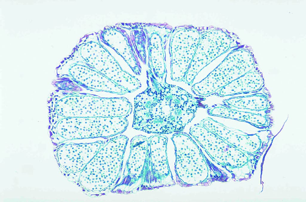 Ward's® Pine Structure Microscope Slides