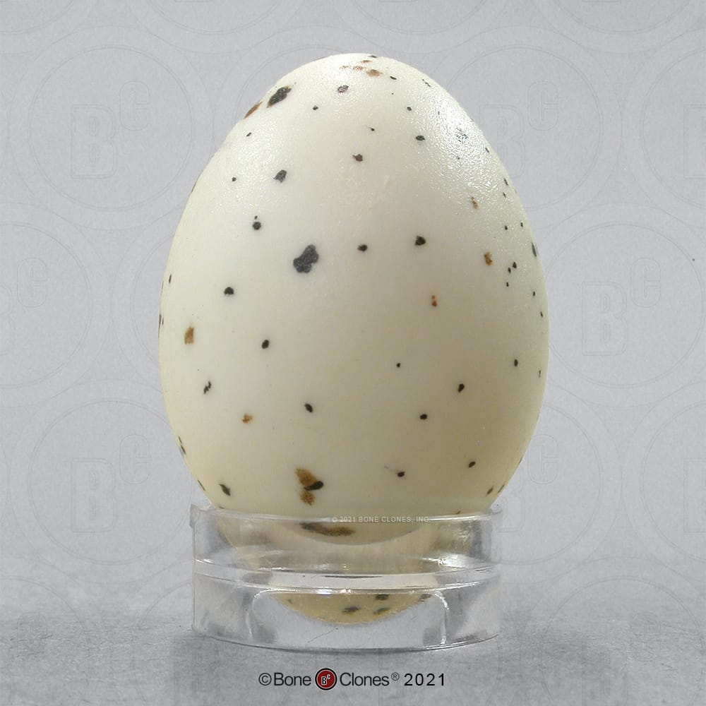 Bone Clones® North American Bird Eggs